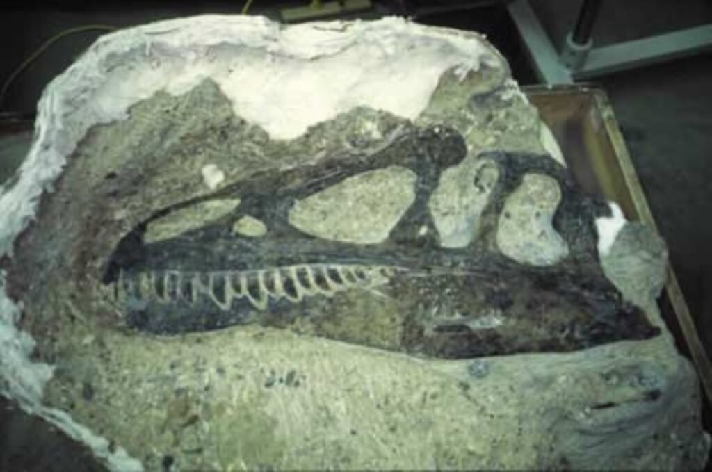 The Predator Trap Theory