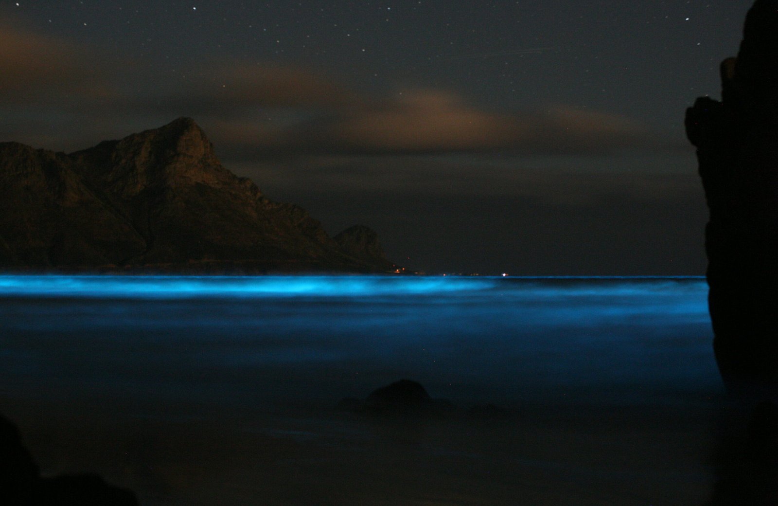 Bioluminescent Shores Glow in North Carolina