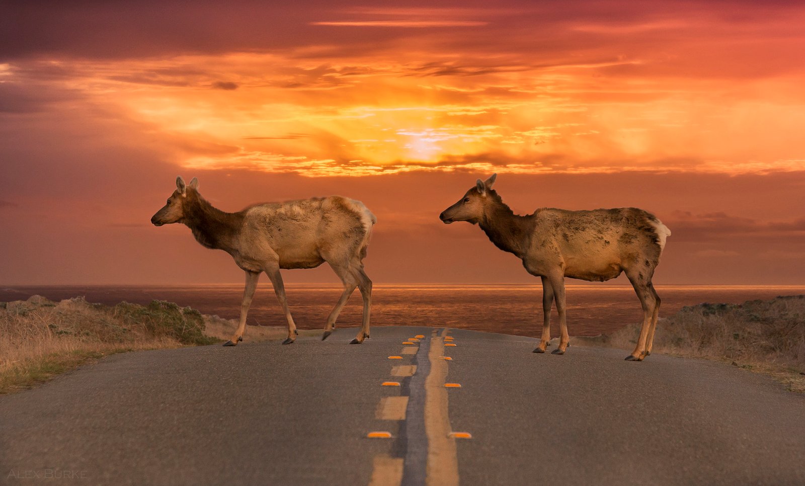 7 States Where Elk Are Moving Into Suburbs – What Biologists Advise