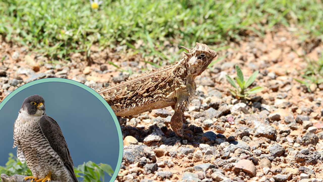 15 Unique Animals with Ninja Like Superpowers