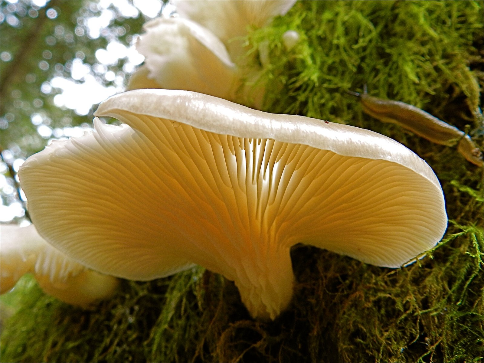 Bioluminescent Fungi Lighting Pacific Forests