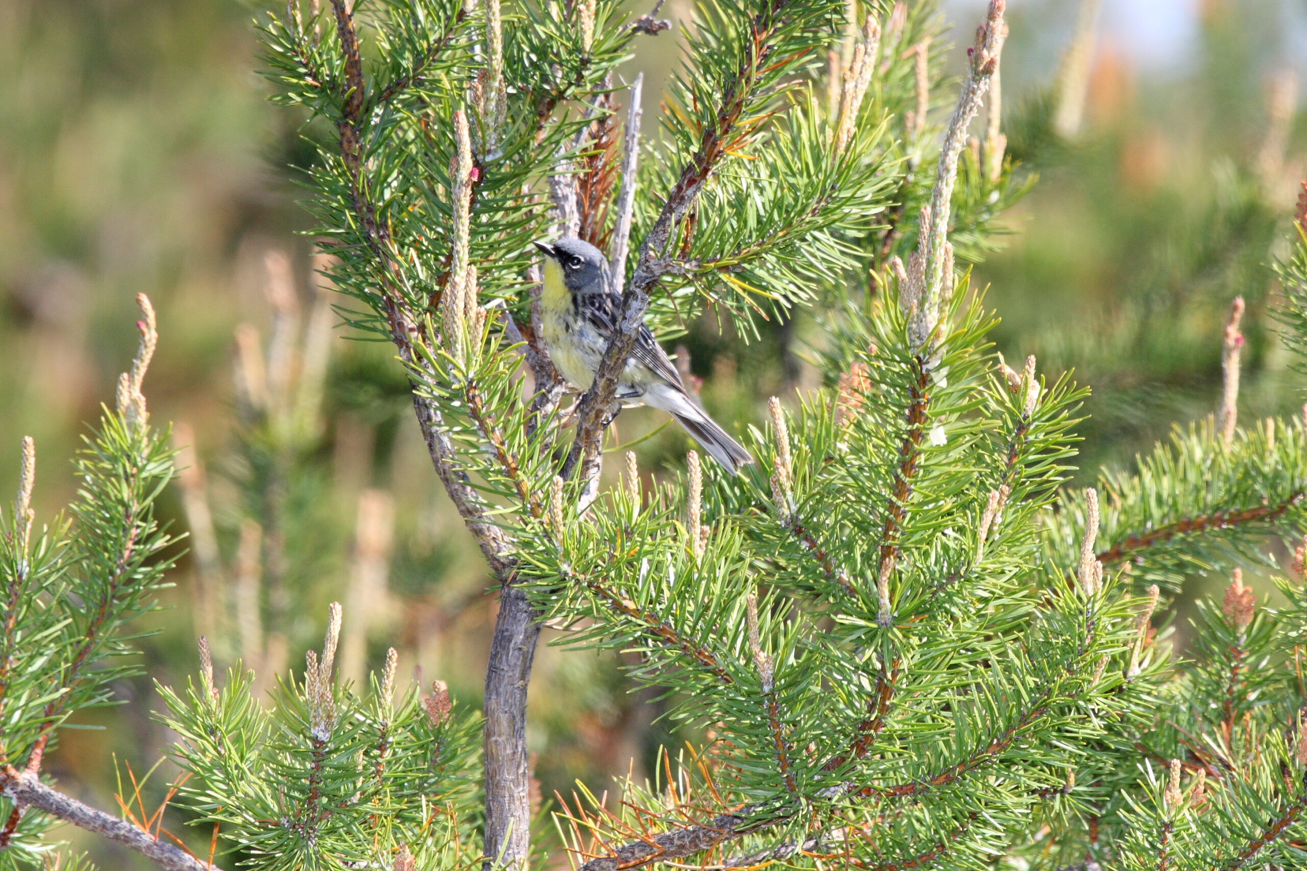 12 State Programs That Quietly Saved Endangered Species