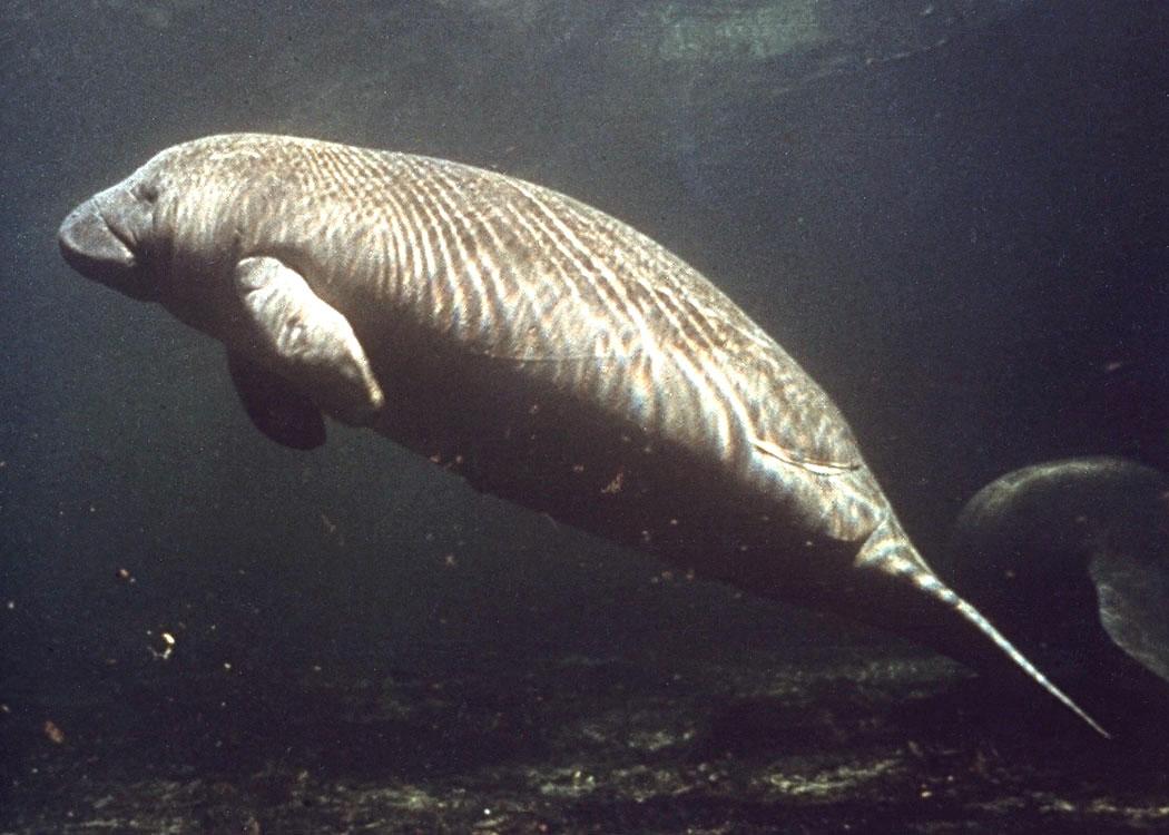 10 U.S. Bays Where Manatees Gather Each Winter – Viewing Etiquette