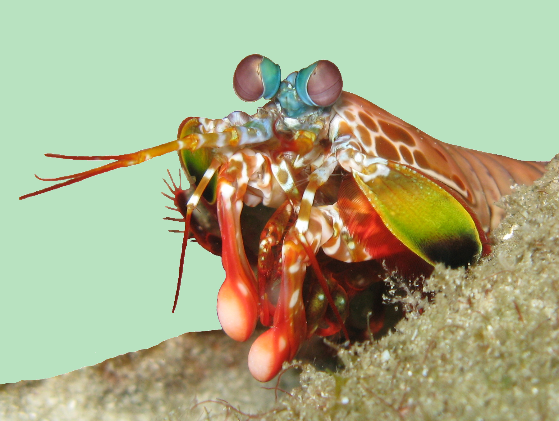 10 Animal Adaptations That Defy the Laws of Nature