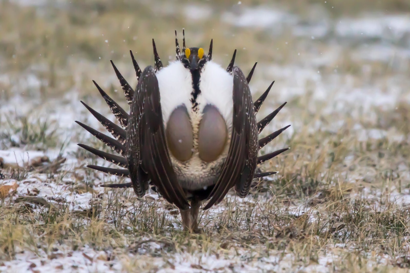 Wyoming Sage-Grouse Leks Shrink