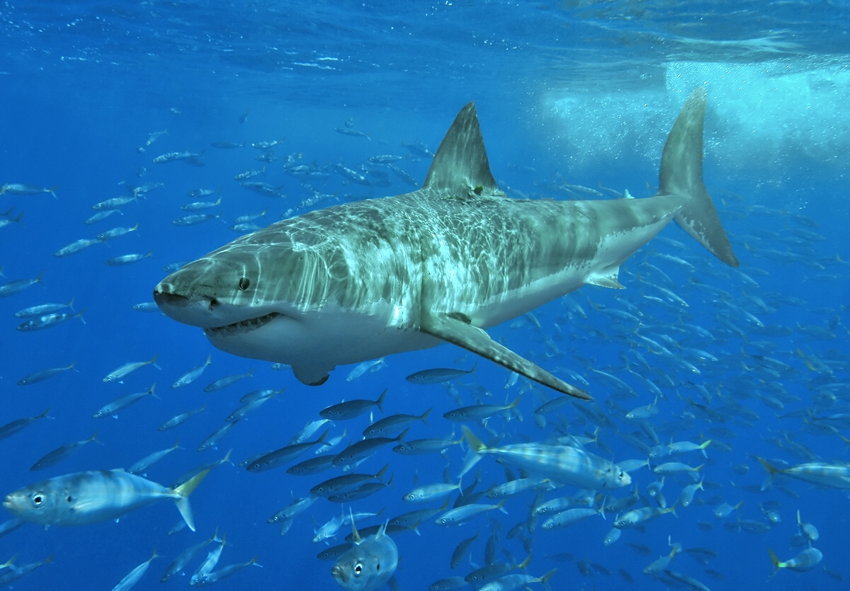 East Coast Shark Season: 10 Myths Scientists Want to Retire