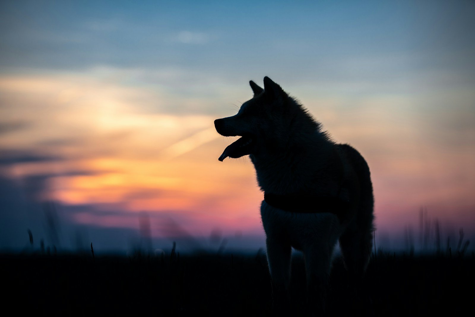 The Zodiac Signs Most Connected With Wolves