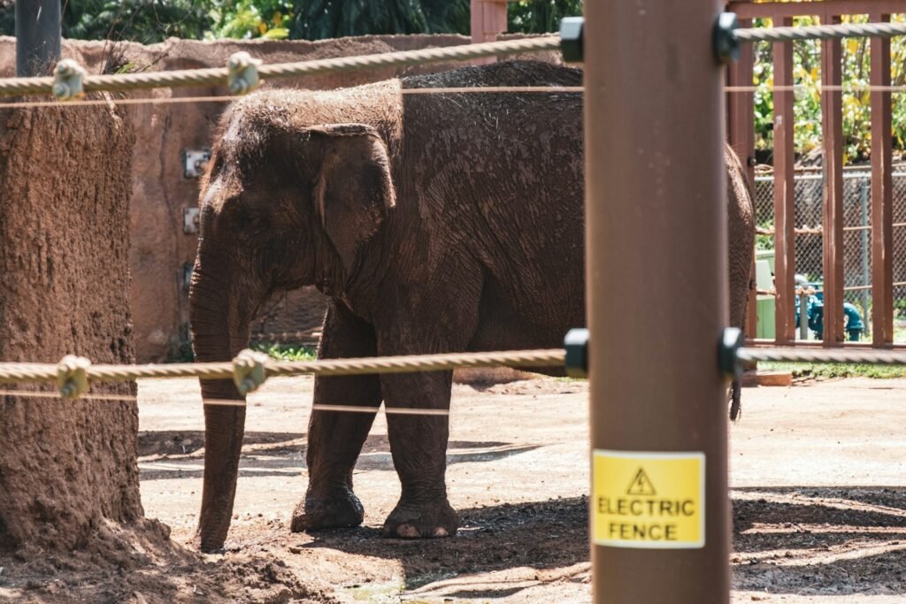 an elephant standing next to a tree in an enclosure