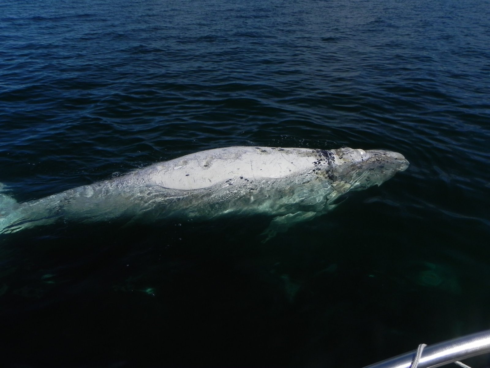 Georgia Right Whales Calve Shallow