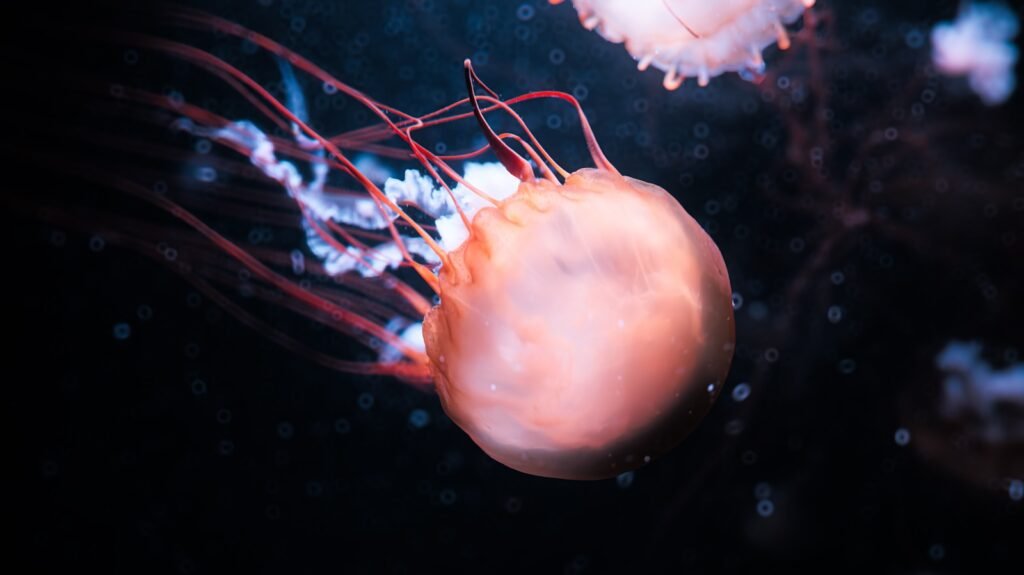 A couple of jelly fish floating in the water
