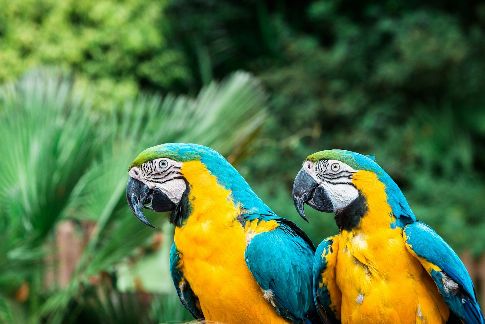 Why Parrots Call Each Other by Unique Names