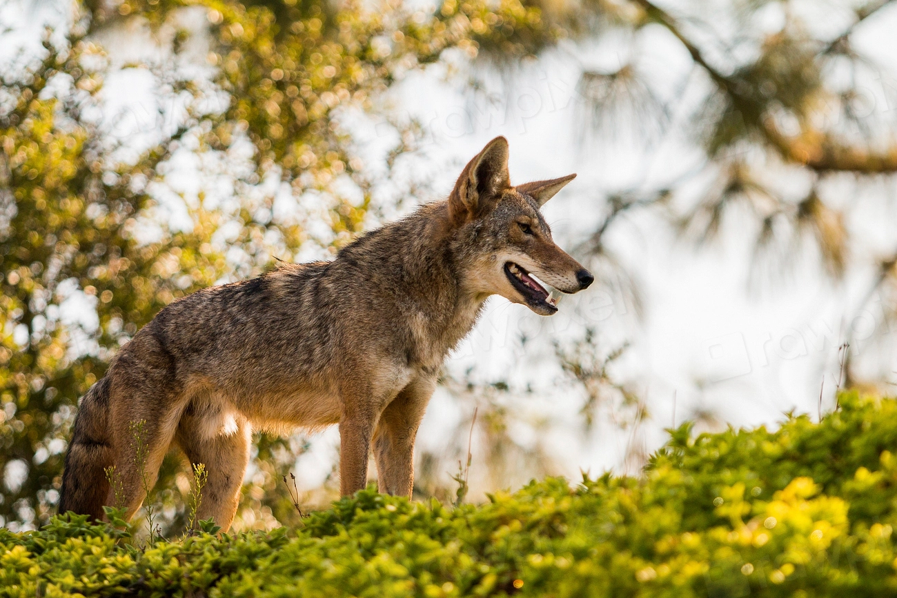 7 Cities Where Urban Coyotes Learned New Tricks to Survive