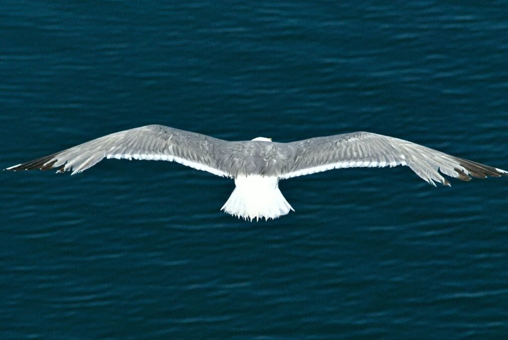 Seagull flying over the deep blue sea