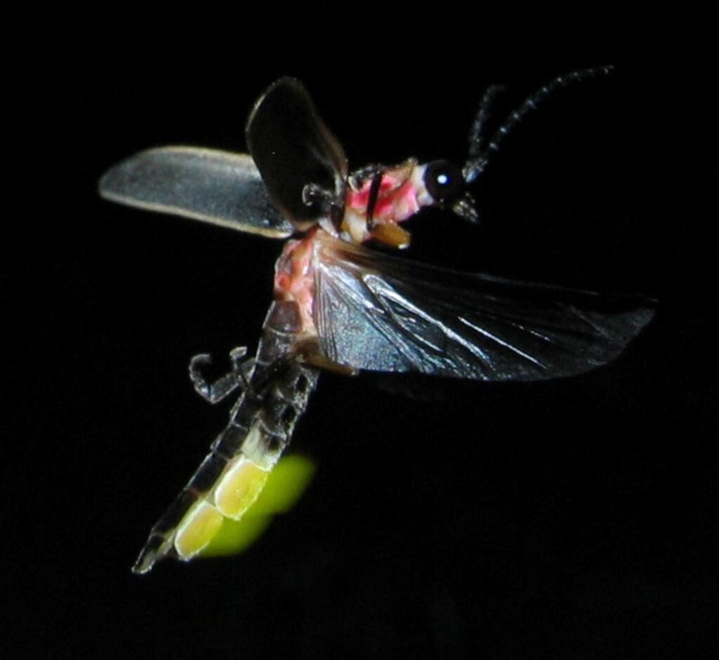 Gemini: The Communicative Firefly