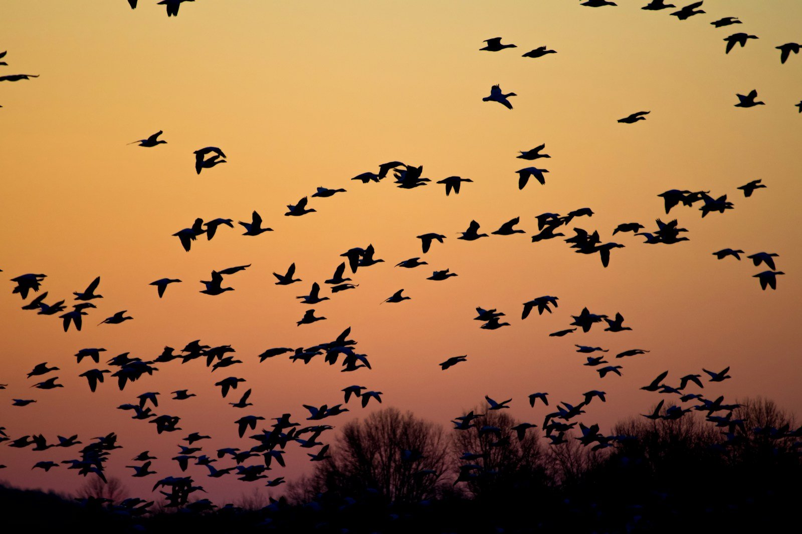 How Scientists Are Using AI to Track Migratory Birds Across the Atlantic Flyway