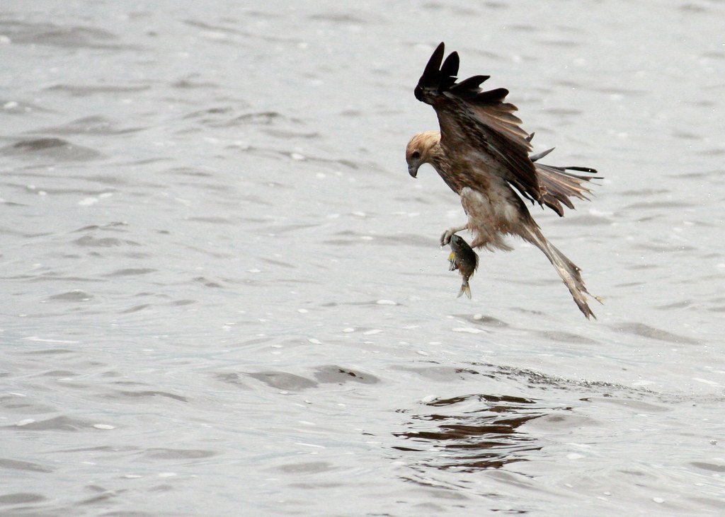 The Osprey: Independent Hunter of Limitless Waters