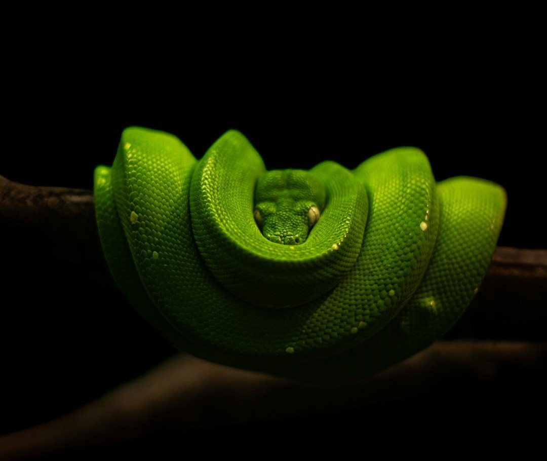 Which U.S. State Has the Most Biofluorescent Wildlife?