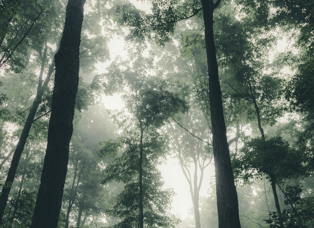 The Forest That Creates Its Own Weather