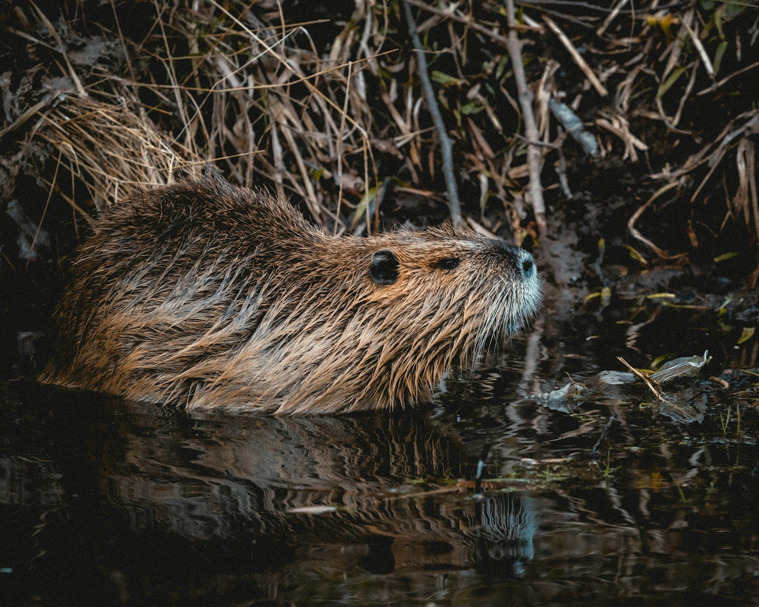 Oregon’s Beavers Are Transforming Rivers