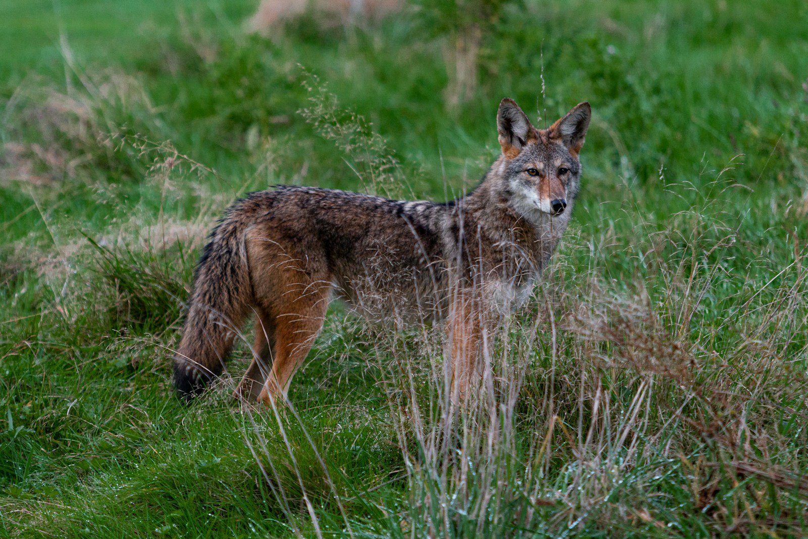Wildfires Create New Habitats for Coyotes