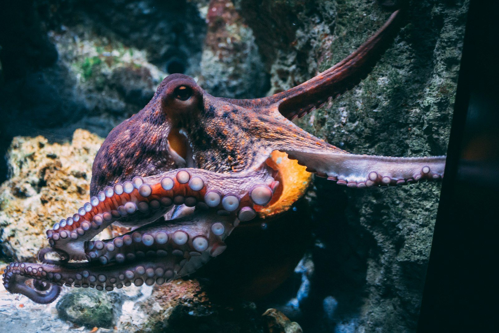 Do Octopuses Dream? New Behavior Evidence