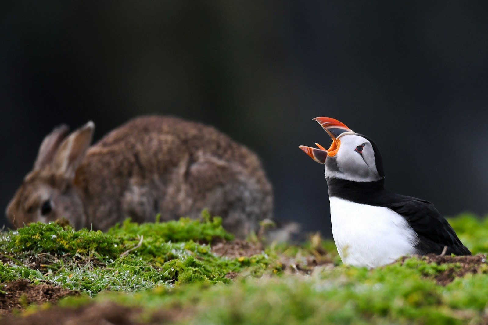 Maine Puffins Rebound Stuns Scientists
