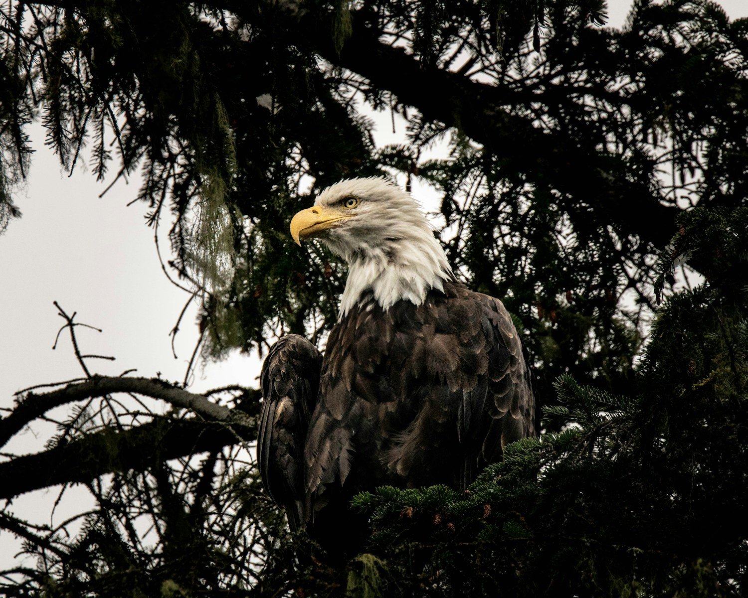 The Secret Science of Bald Eagles in Alaska: How They Survive the Frozen North