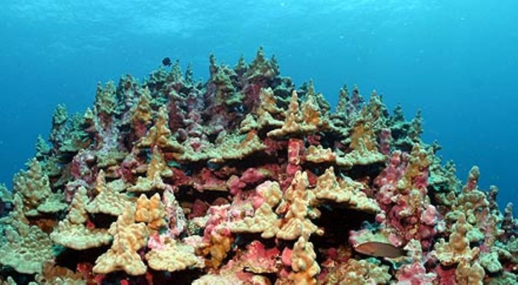 Economic and Cultural Value Drives Conservation Investment