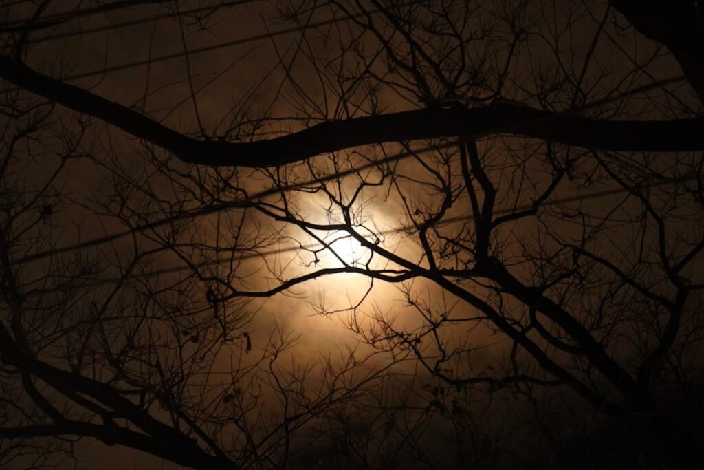 Why Trees "Sleep" at Night - New Research Reveals