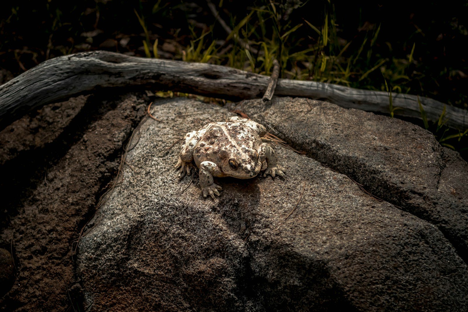 Arizona’s Mountains Are Ringing With Frog Calls After the Rain