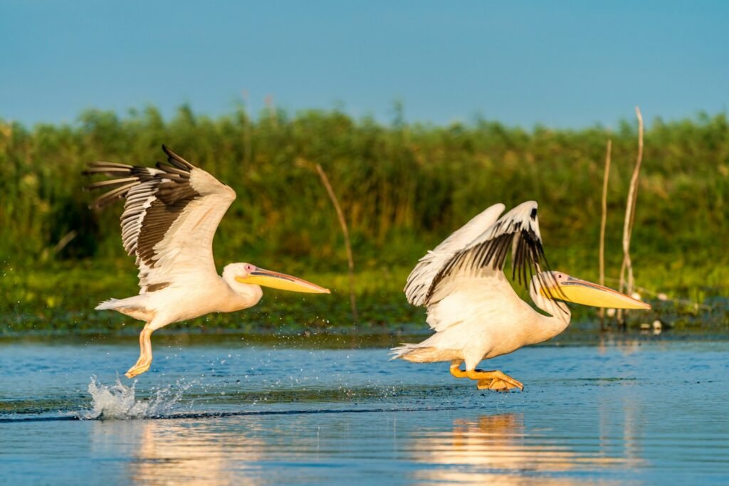 two pelicans flying above water during daytime