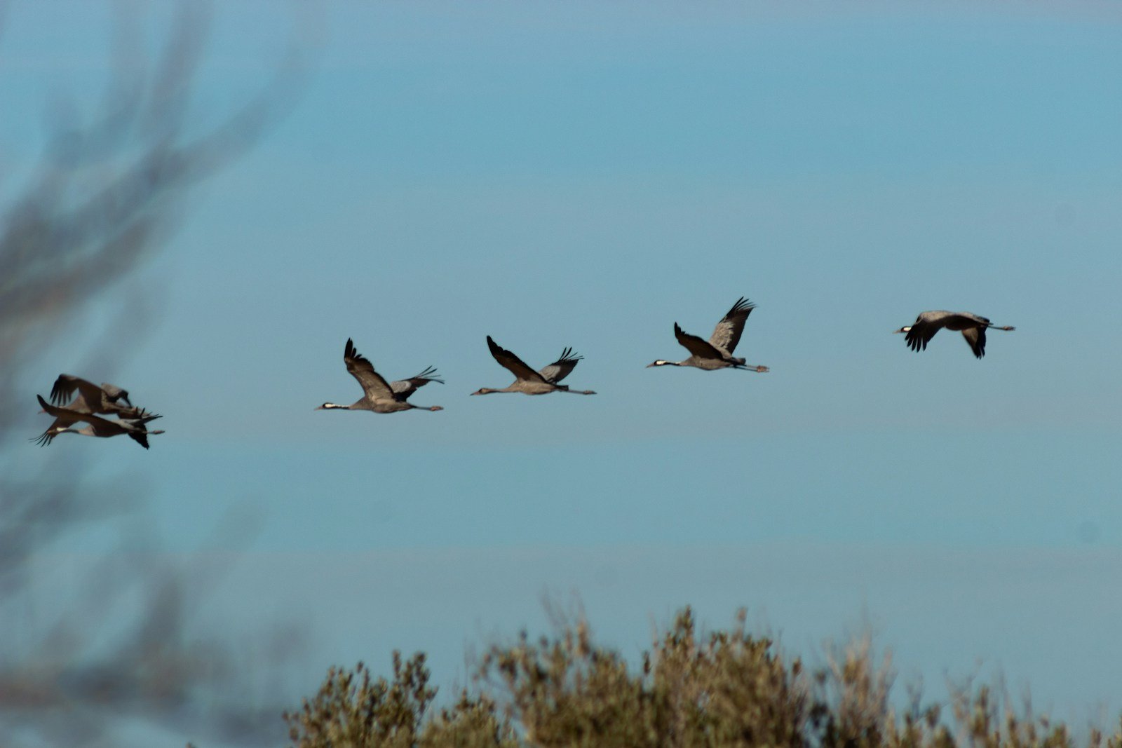 Which Zodiac Sign Shares Traits With Migratory Birds?