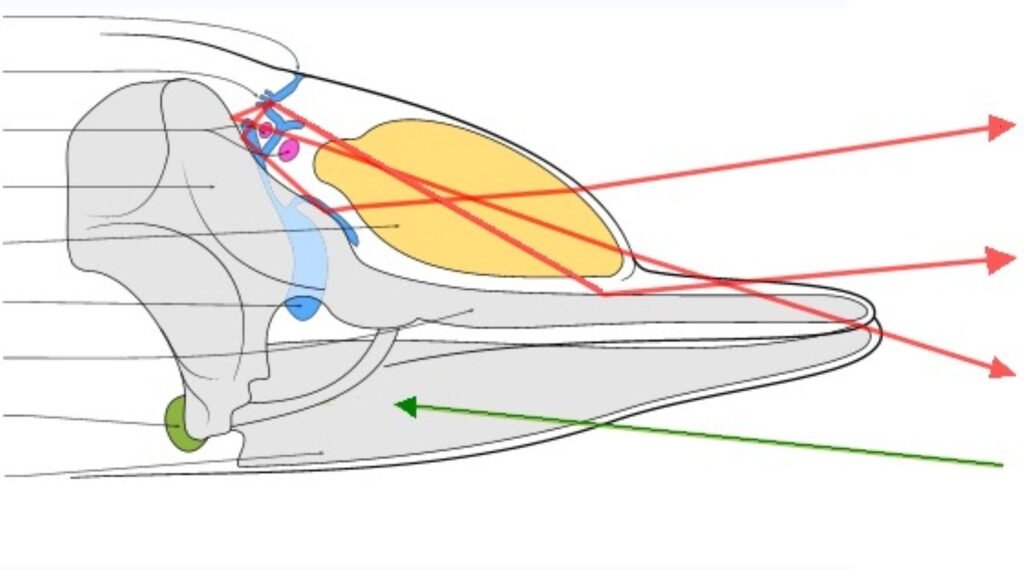 Decoding the Three Types of Dolphin Sounds