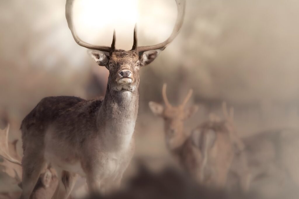 Which Animal Senses Match Your Personality?