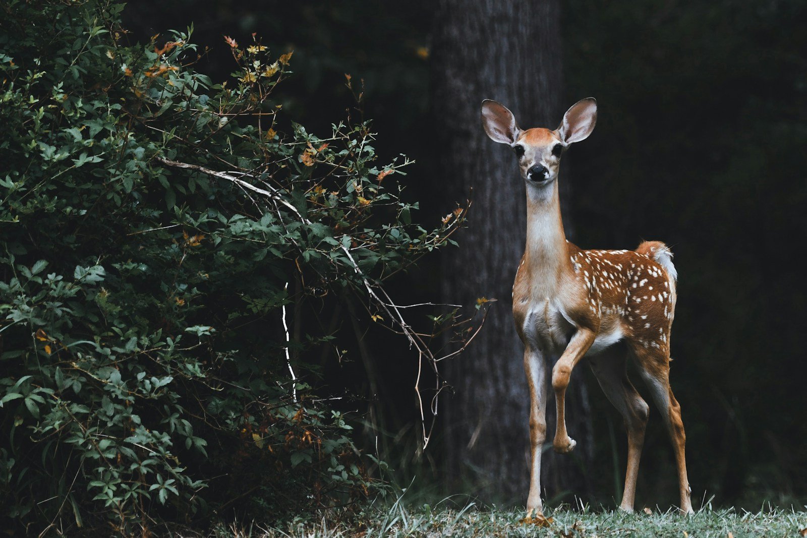 Which Forest Animal Matches Your Zodiac Sign?