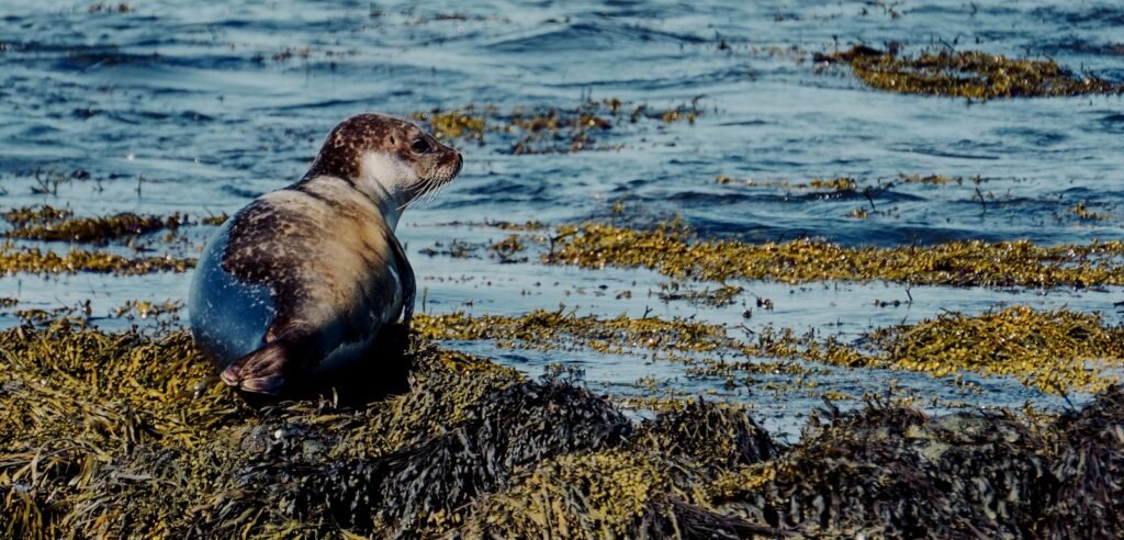 A seal rests on seaweed by the water.