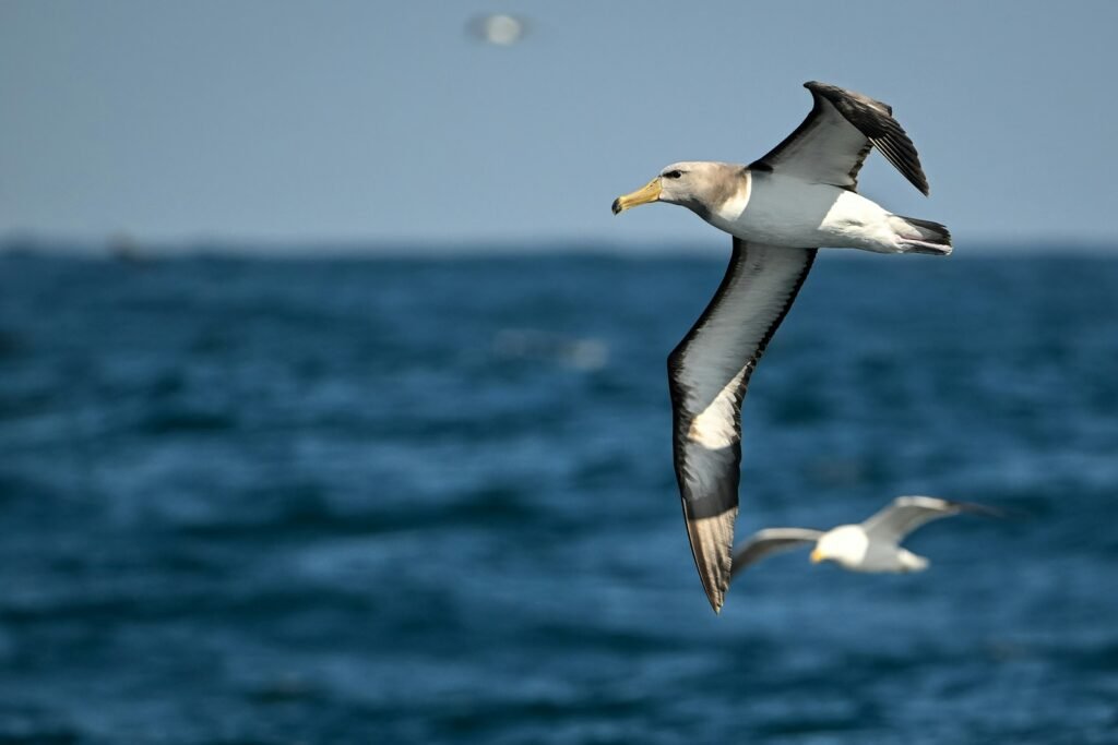 An albatross glides over the ocean.