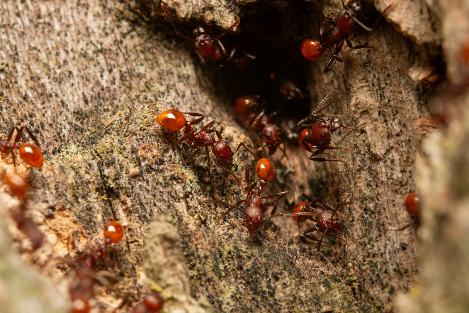 How Ant Colonies Build Underground Cities That Rival Ours
