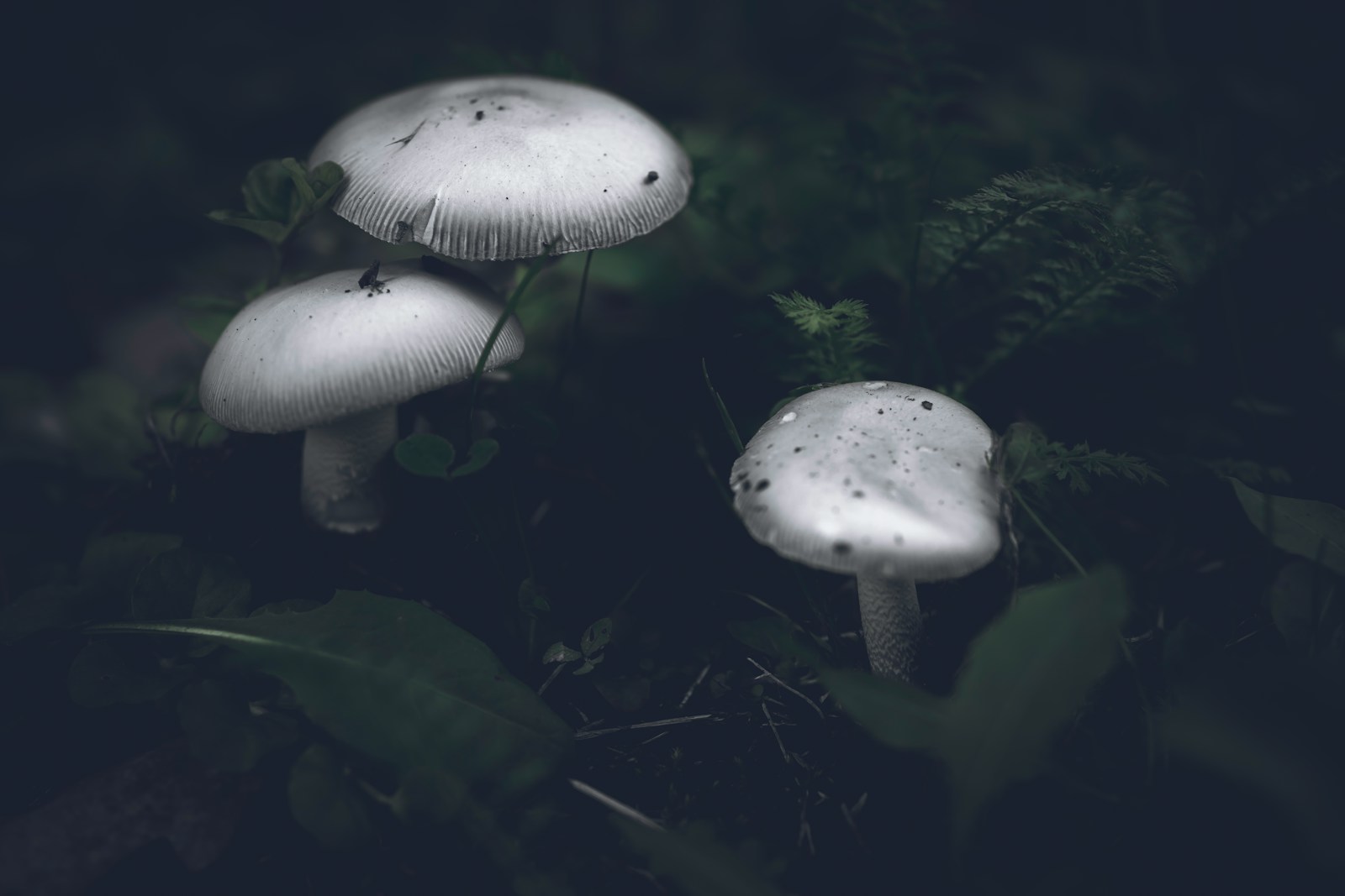 The Secret Life of Bioluminescent Mushrooms in Oregon