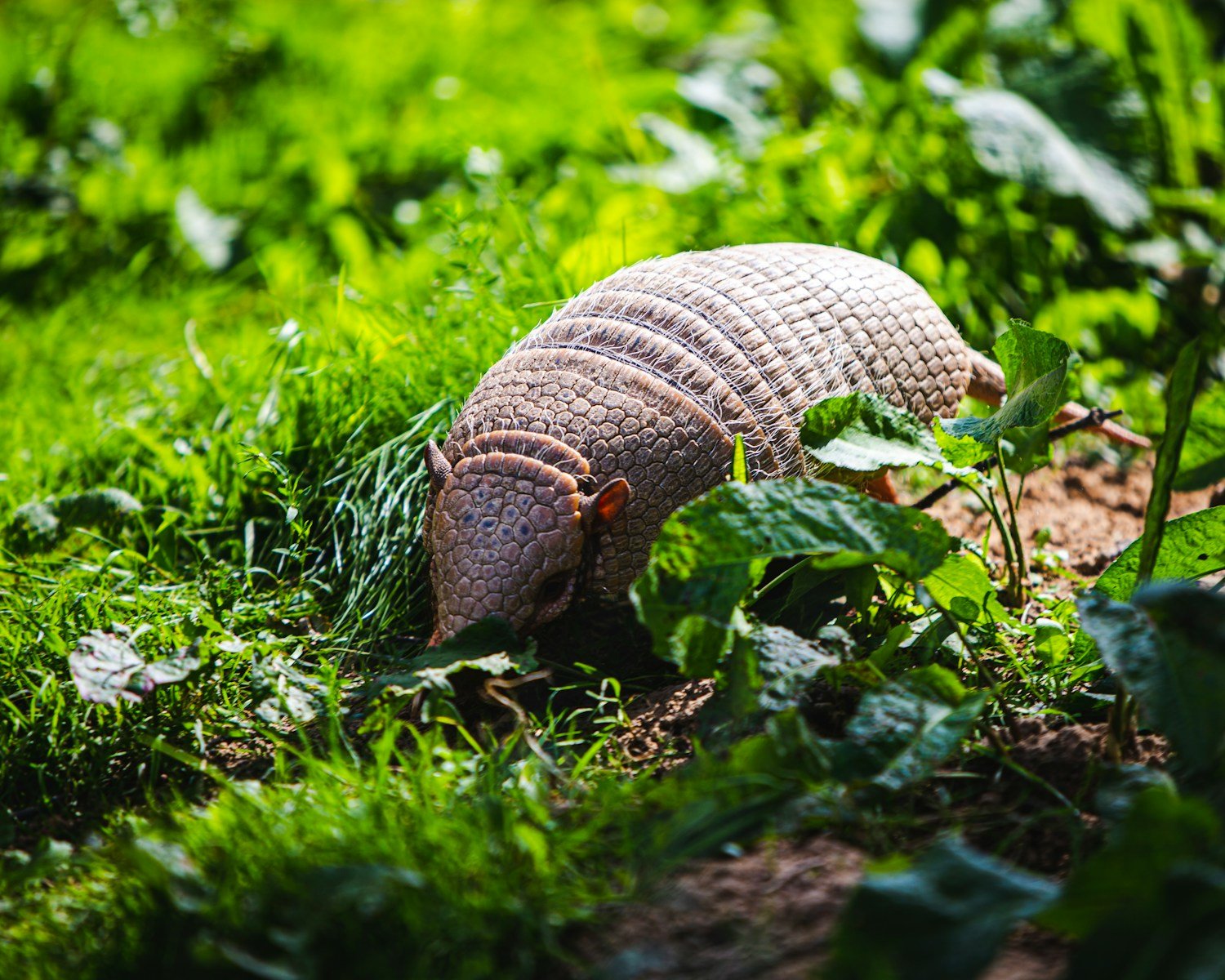 Armadillos Expanding Their Range Northward