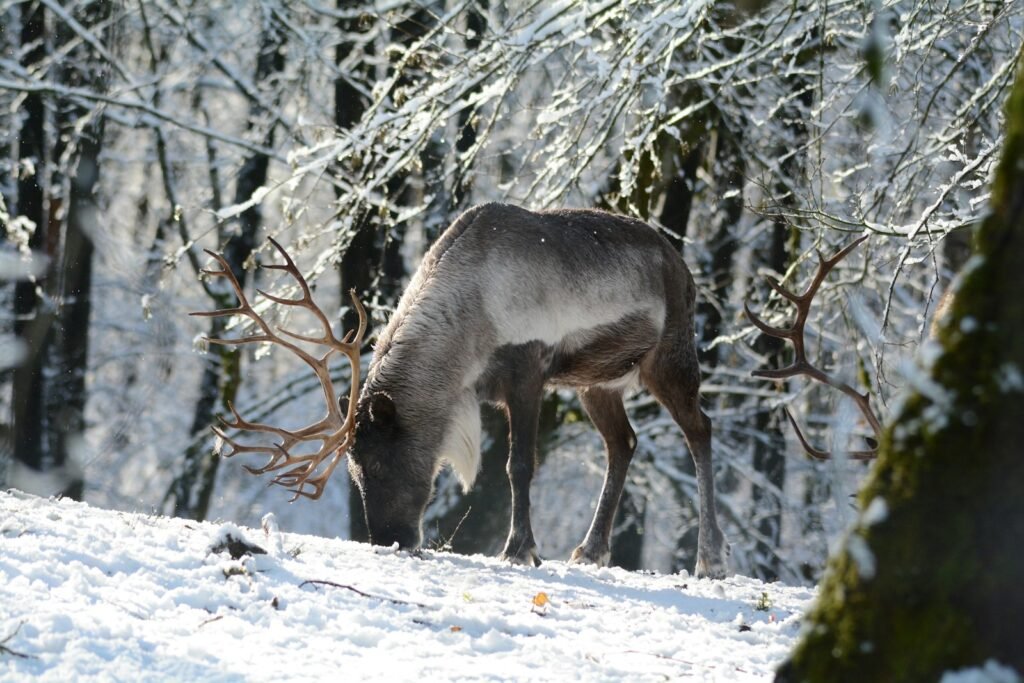 a deer eating some snow