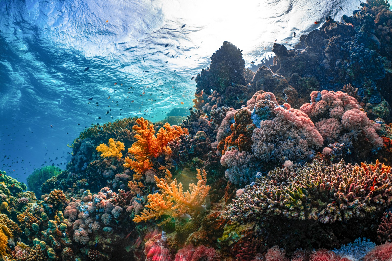 Florida’s Coral Reefs Illuminate at Night