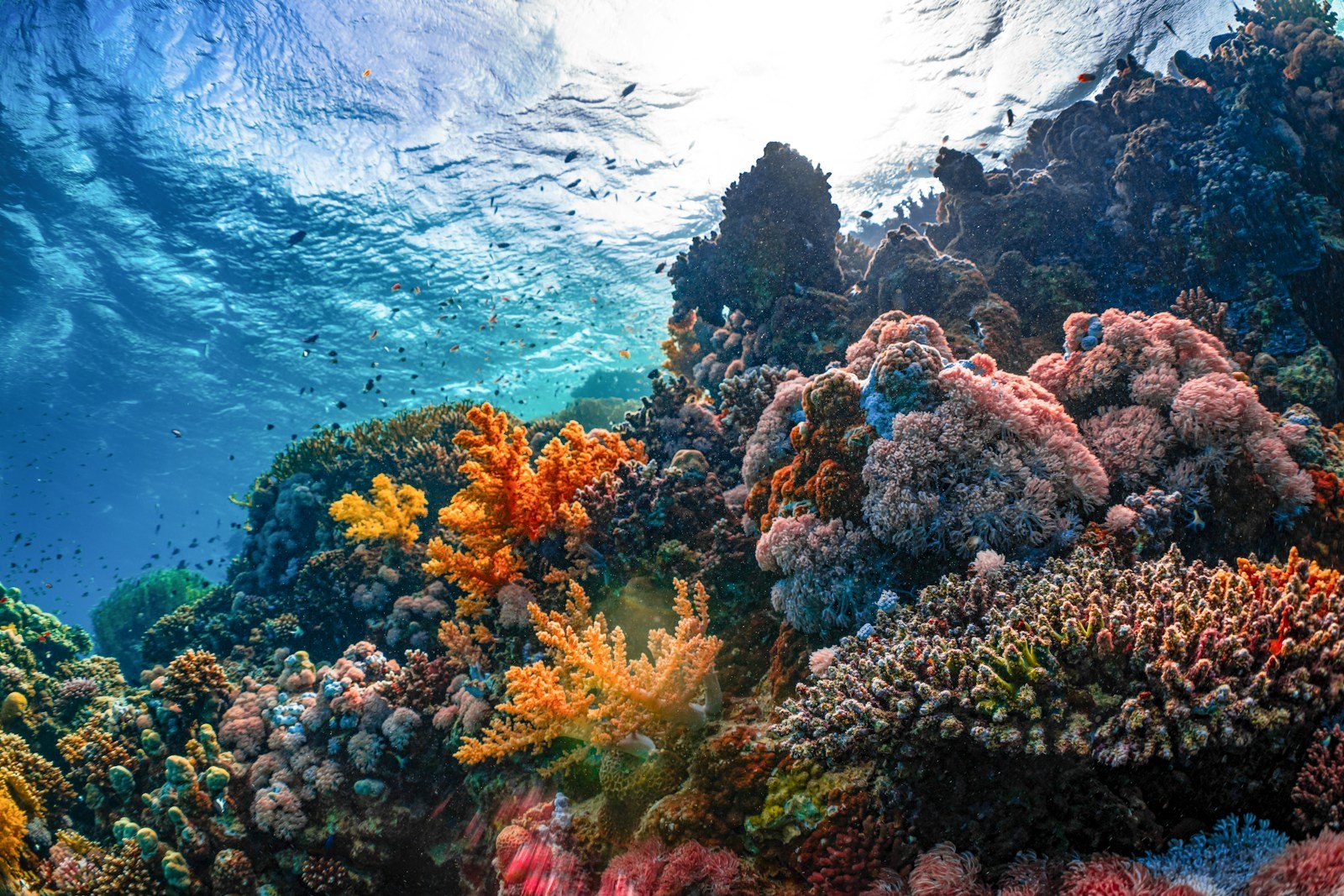 15 Mind-Blowing Facts About America’s Coral Reefs – And the Science Working to Save Them