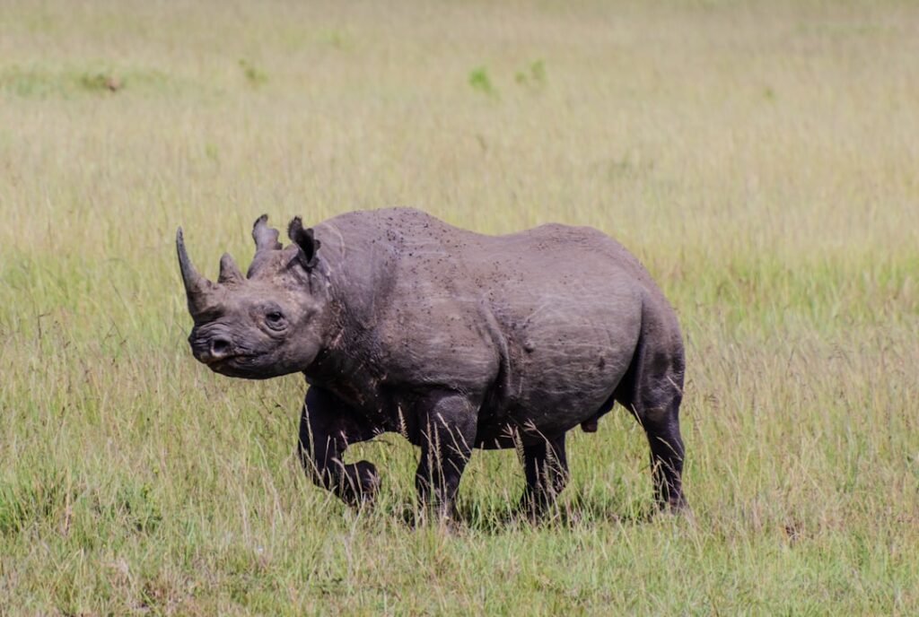 Capricorn: The Resilient Black Rhino