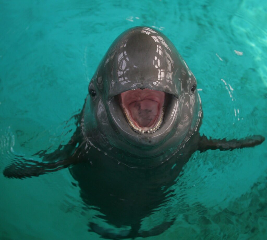 Aquarius: The Innovative Yangtze Finless Porpoise