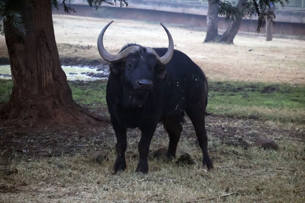 The Cautious Observer - Taurus Standing Still