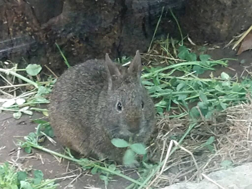 Aries: The Volcano Rabbit's Fiery Spirit