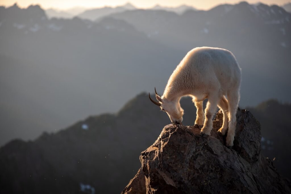 The Steadfast Mountain Goat - Capricorn's Determined Climb