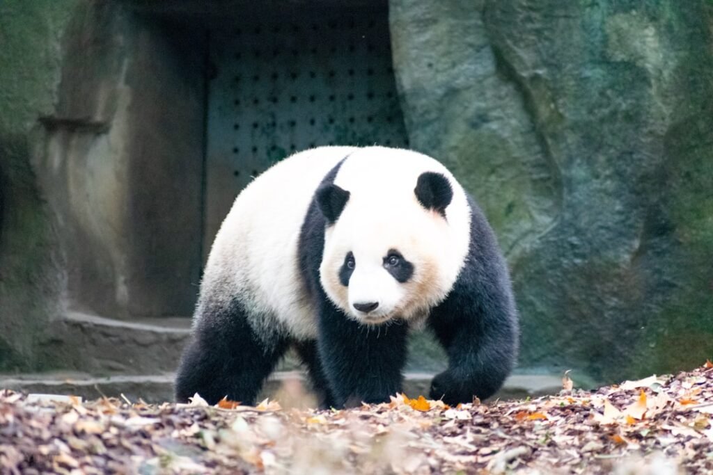 Taurus: The Giant Panda's Steady Determination