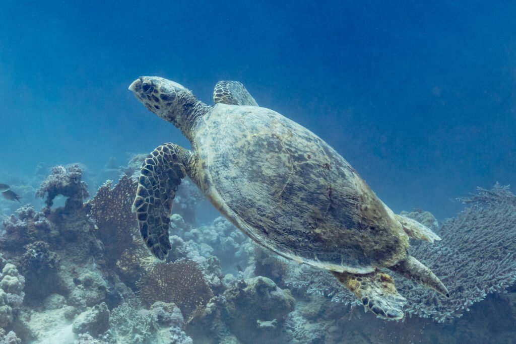 Cancer: The Hawksbill Sea Turtle's Maternal Instincts